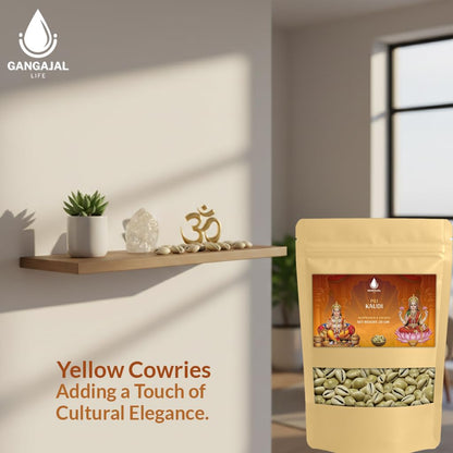 Gangajallife Peeli Kodi Shell Pack of 11 Cowrie Shells - Original PILI Kodi from Ganga - Kaudi Shells for Vastu.