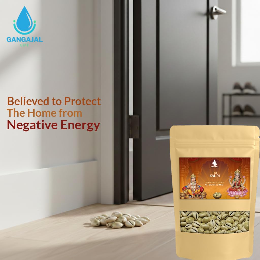 Gangajallife Peeli Kodi Shell Pack of 11 Cowrie Shells - Original PILI Kodi from Ganga - Kaudi Shells for Vastu.