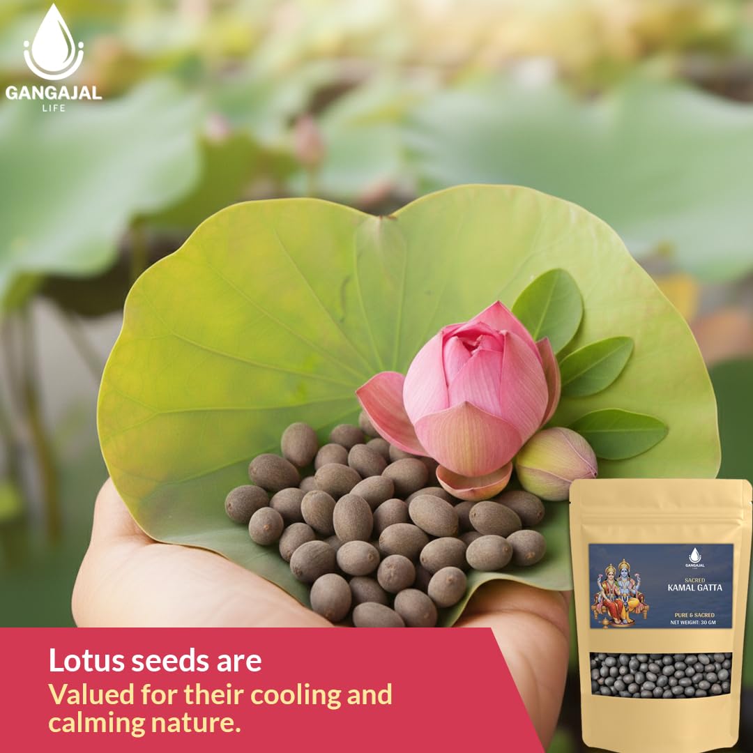 Gangajallife Kamal Gatta Seed, Water Lotus Flower Plant Seeds for Pooja, Laxmi Havan, Rosary of Kamalgatta(11 pcs)