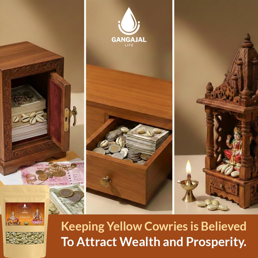 Gangajallife Peeli Kodi Shell Pack of 11 Cowrie Shells - Original PILI Kodi from Ganga - Kaudi Shells for Vastu.