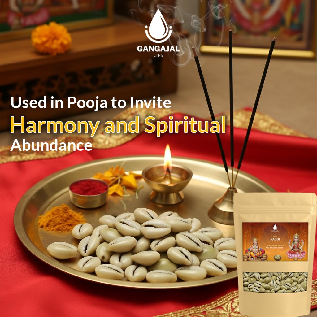 Gangajallife Peeli Kodi Shell Pack of 11 Cowrie Shells - Original PILI Kodi from Ganga - Kaudi Shells for Vastu.