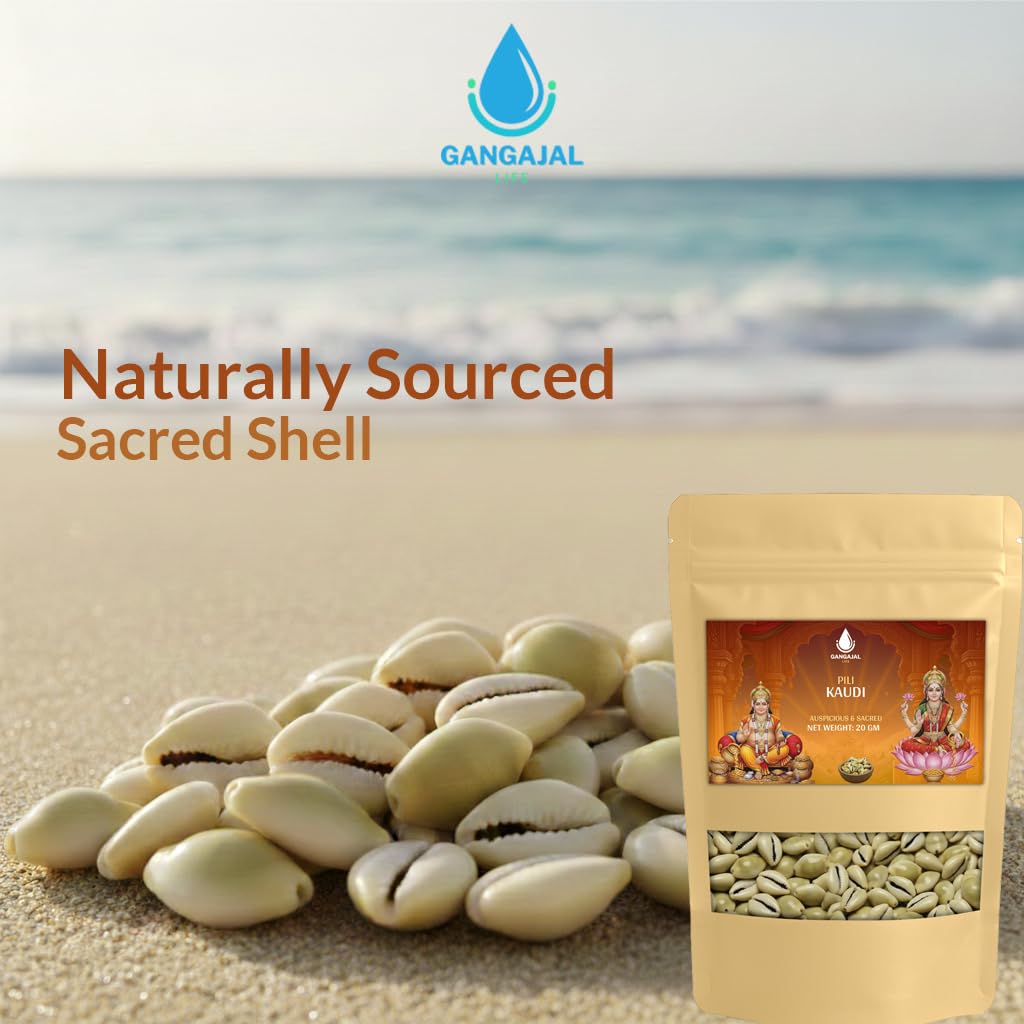 Gangajallife Peeli Kodi Shell Pack of 11 Cowrie Shells - Original PILI Kodi from Ganga - Kaudi Shells for Vastu.