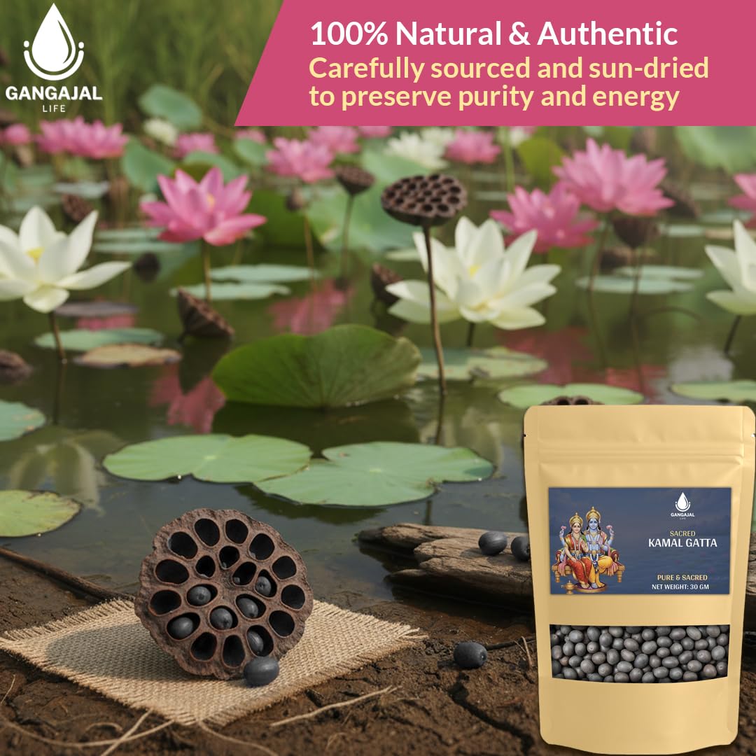 Gangajallife Kamal Gatta Seed, Water Lotus Flower Plant Seeds for Pooja, Laxmi Havan, Rosary of Kamalgatta(11 pcs)