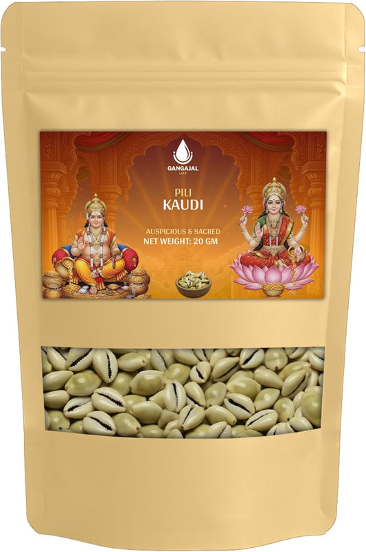 Gangajallife Peeli Kodi Shell Pack of 11 Cowrie Shells - Original PILI Kodi from Ganga - Kaudi Shells for Vastu.