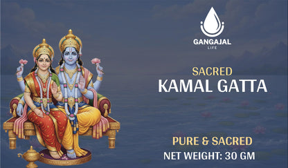 Gangajallife Kamal Gatta Seed, Water Lotus Flower Plant Seeds for Pooja, Laxmi Havan, Rosary of Kamalgatta(11 pcs)